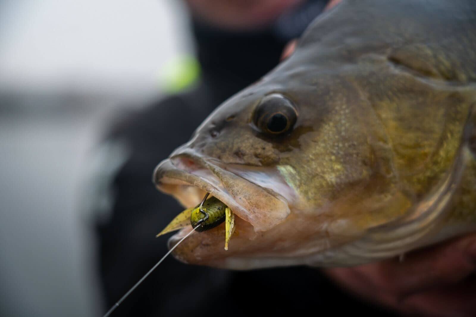 Barsch/ Monkey Lures Barschköder