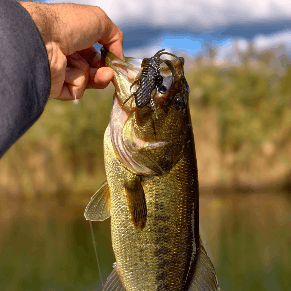 Monkey Lures Craby Lui