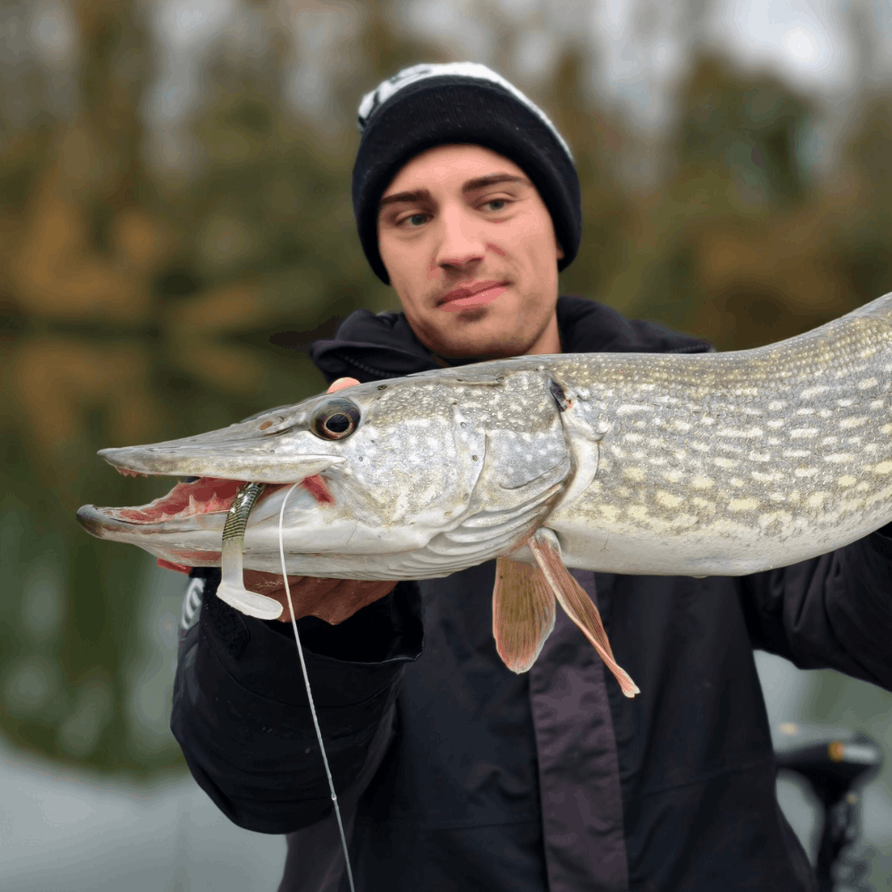 Monkey Lures Fat Lui