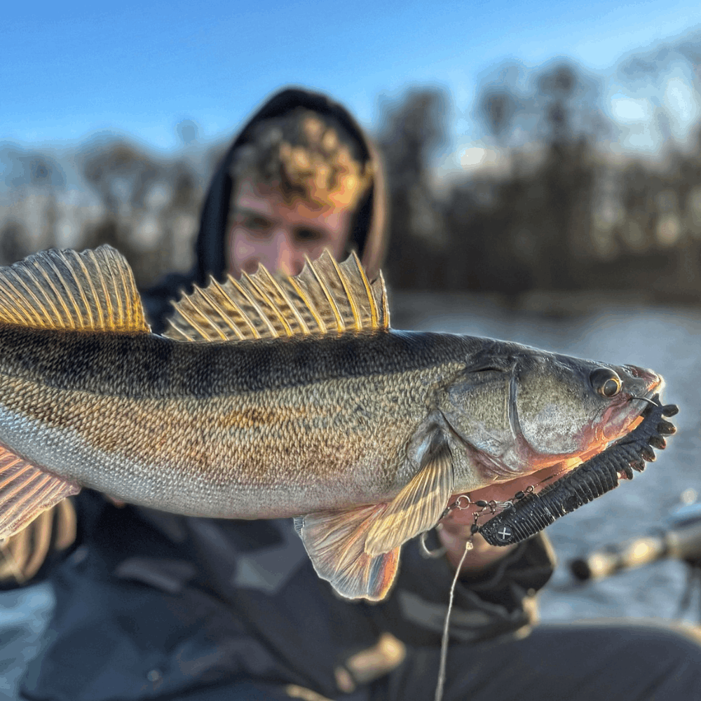 Monkey Lures Hairy Lui