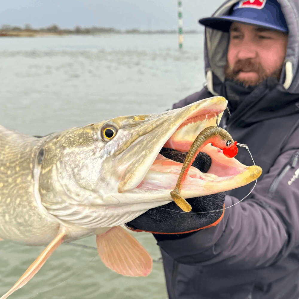 Monkey Lures King Lui