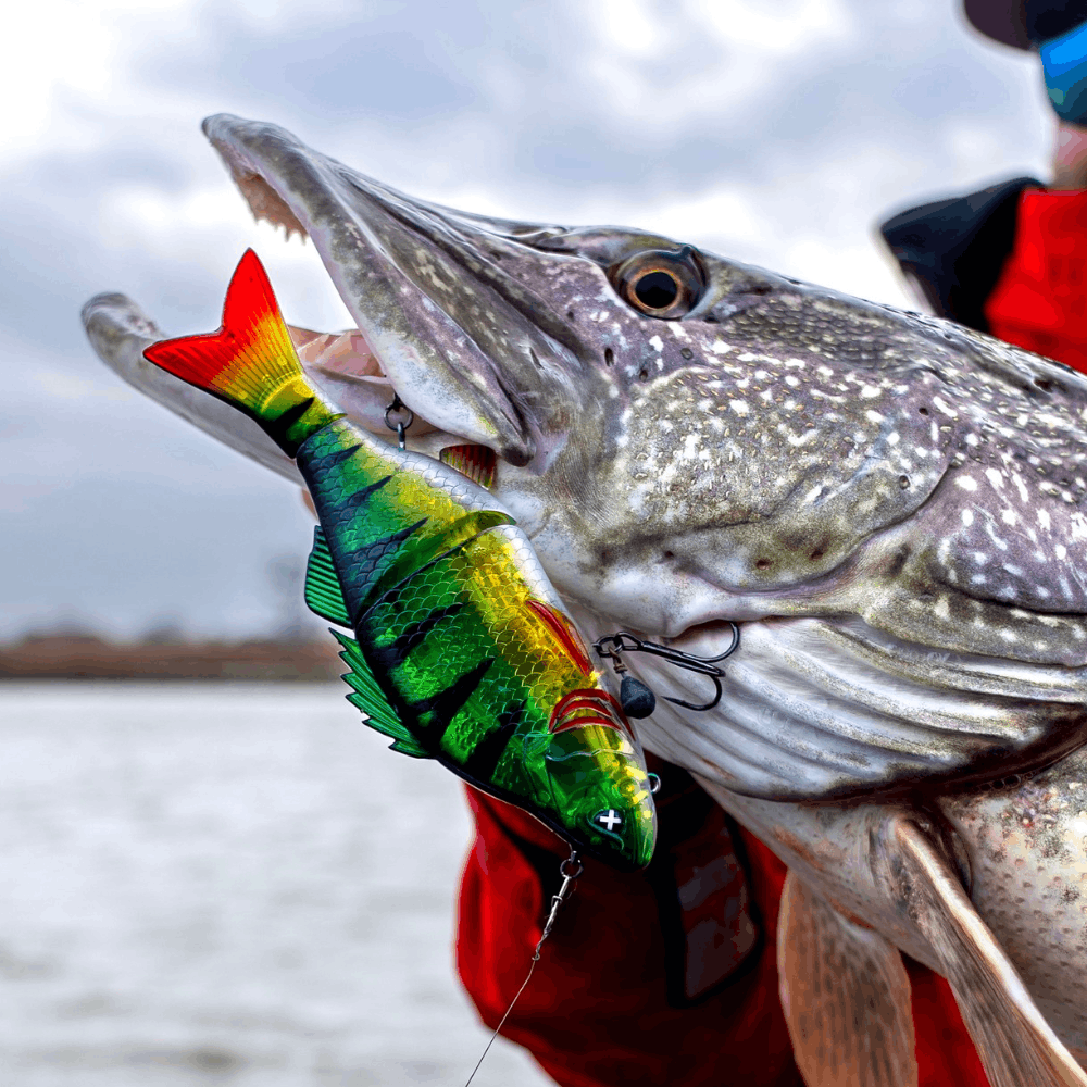 Monkey Lures Purge Glider