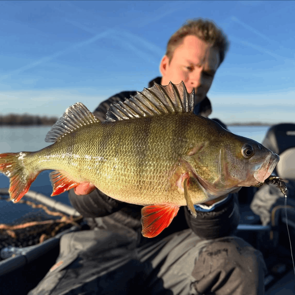 Monkey Lures Scorpion Lui Fangfoto