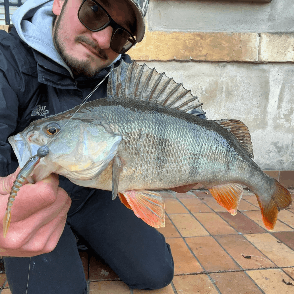 Monkey Lures Shaky Lui