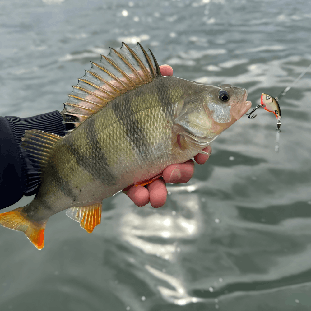 Monkey Lures Turbo Lui